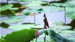 Chùm ảnh: Sen Tây Hồ e ấp đầu mùa