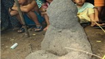 Hàng ngàn người về Bến Cát xem ổ mối hình Phật