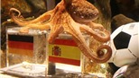 "Ngôi sao" thực sự ở World Cup 2010: Tại sao bạch tuộc Paul dự đoán đúng?