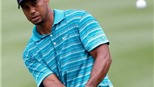 Golf: Cuối cùng cũng có người bắt kịp Tiger Woods
