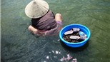 Cào Phễnh (Ảnh dự thi Khoảnh khắc vàng)