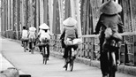 Cây cầu và những chiếc đinh khuy