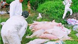 Từ Đà Nẵng trở vào dự báo sẽ lại có dịch tai xanh