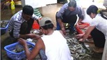  Kinh hoàng công nghệ bơm thạch vào... tôm tại Việt Nam