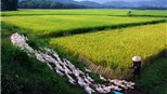 Nốt nhạc đồng quê