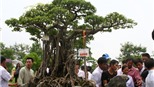 Đi tìm sự thật về cây sanh 120 tỉ trưng bày ở Mỹ Đình (Kỳ 1)