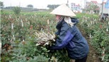 Làng hoa Tây Tựu trước nguy cơ thất thu dịp Tết Tân Mão