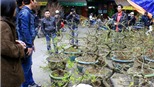 Mai vàng giữa Hà Nội ế ẩm vì giá quá cao