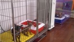Tấp nập thuê khách sạn cho thú cưng trong dịp Tết 