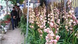  Sốc với giá 80 triệu đồng 1 chậu hoa tươi