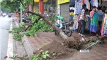 Hà Nội mưa to, cây đổ khắp nơi