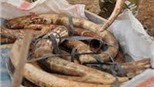 Hải Dương thu 15kg ngà voi vận chuyển trái phép
