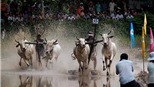 Cận cảnh vòng loại đua bò Bảy Núi