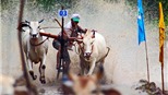 Những hình ảnh đẹp về đua bò Bảy Núi