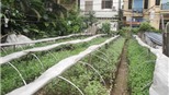 Thăm vườn hoa cuối cùng của làng Ngọc Hà