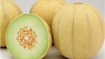 Dưa vàng nhiễm khuẩn listeria chưa có ở Việt Nam