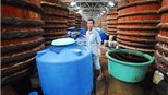 Thương hiệu Việt bị đánh cắp