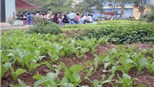 "Ruộng rau" giữa khu chung cư kiểu mẫu Hà Nội