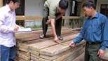 Truy quét các tụ điểm khai thác lâm sản trái phép