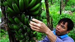 Mỗi năm kiếm 300 triệu: Trồng chuối hái ra tiền 