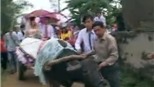 Rước dâu bằng xe trâu: Đám cưới xe siêu sang có đối thủ