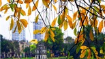 Ngắm lộc vừng Hồ Gươm đổ lá vàng rực rỡ 