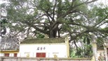 Kỳ lạ cây cổ thụ đa - gạo “hợp nhất”