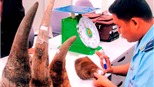 Có căn cứ để điều tra "đại gia mất sừng tê giác"?