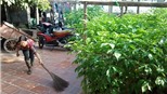 Gặp người sở hữu 108 cây Bao Báp ở... Hà Nội