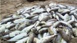 Thu giữ và tiêu hủy 4,3 tấn cá nóc ở Quảng Ngãi