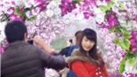 Đào giả hút giới trẻ trước xuân