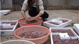  Rộn ràng mùa rươi
