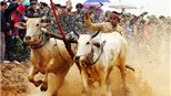   Hà Nội cũng có đua bò