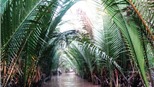 Chùm ảnh du lịch: Sông nước Tiền Giang