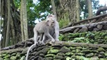 'Rừng khỉ thiêng' ở Bali