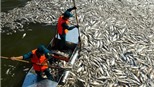 Vụ cá chết Hồ Tây: Công an vào cuộc điều tra nguyên nhân