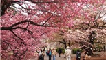 Du xuân Nhật Bản, tham dự lễ hội hoa anh đào