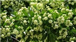 Hà Nội sặc sụa mùa hoa Sữa