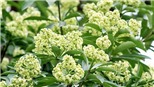 Hoa sữa Hà Nội và những bài hát bất hủ