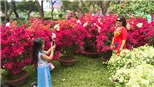 Cấm tổ chức chợ hoa Tết Mậu Tuất 2018 trên vỉa hè, lòng đường