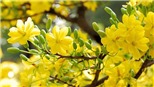 Chưa đến Tết, mai vàng ghép đã 'đội' giá