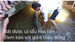 Cá sấu hỏa tiễn 'khủng' bơi vào nhà, bỗng dưng kiếm tiền triệu trong lũ