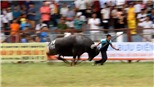 VIDEO CLIP: Kinh hoàng trâu chọi húc tung chủ nhân tại lễ hội chọi trâu Đồ Sơn