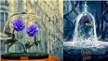 Tiền triệu cho bông hoa hồng không bao giờ tàn tưởng chỉ có trong cổ tích