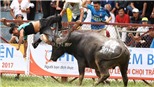 Xác minh nghi vấn dùng 'doping' của trâu chọi húc chết người