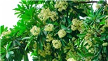 Ấm ức mùa Hoa Sữa