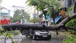 Hà Nội: Ô tô bị cây to đổ đè bẹp trên phố Núi Trúc