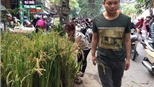 Tết &#39;con gà&#39;, người Hà Nội mua lúa về bày