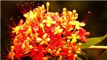 Hoa vàng anh khoe sắc bên suối nước Moọc ở Phong Nha-Kẻ Bàng