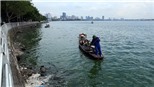 Hà Nội: Thông tin cá chết nổi trắng hồ Tây là chưa chính xác
